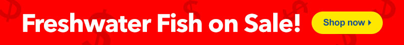 Freshwater Fish Sale
