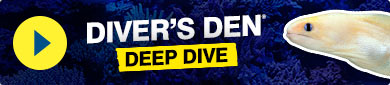 LiveAquaria® Diver’s Den® Deep Dive: Golden Dwarf Moray Eel (Gymnothorax melatremus)